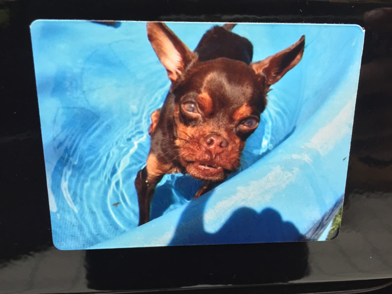 Splish Splash Walnut Magnet