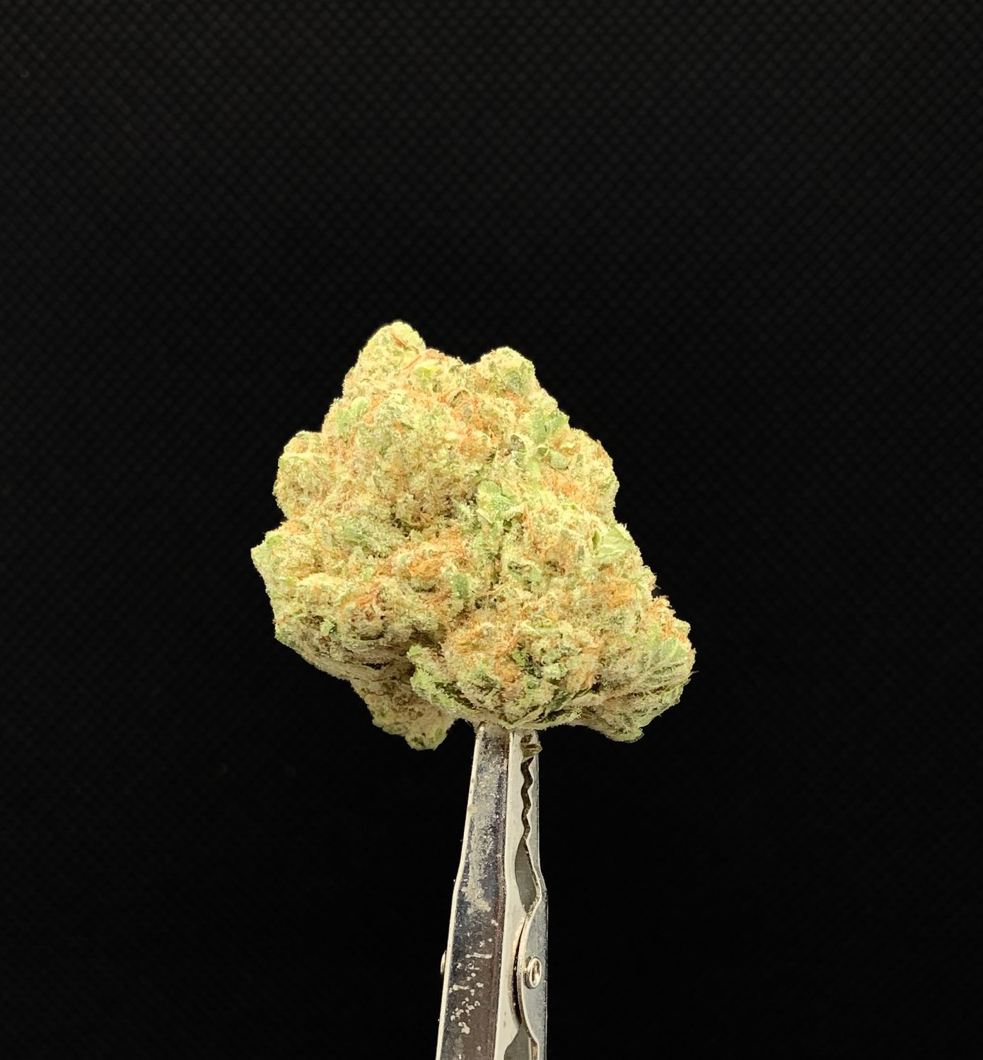 Sugar Cookie