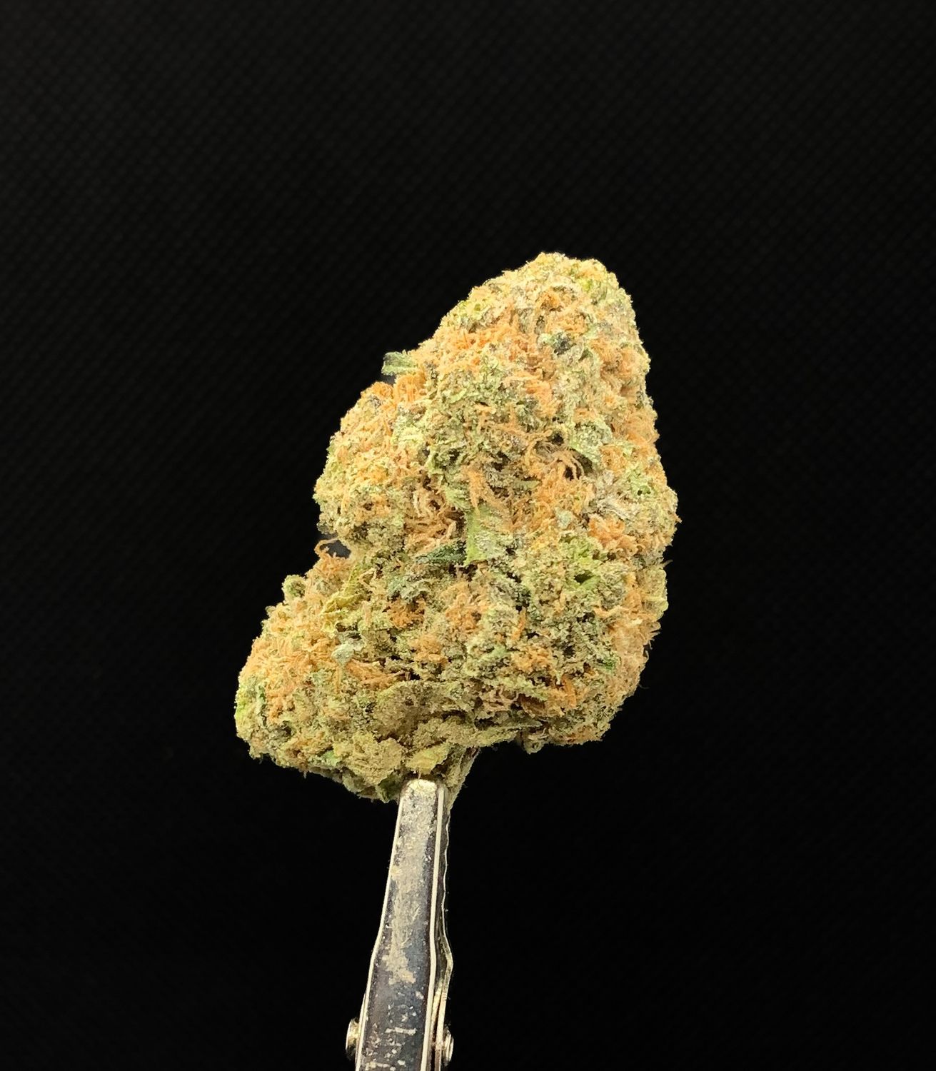 Critical Plus