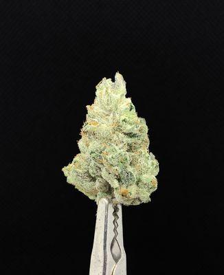Roji OG LSO