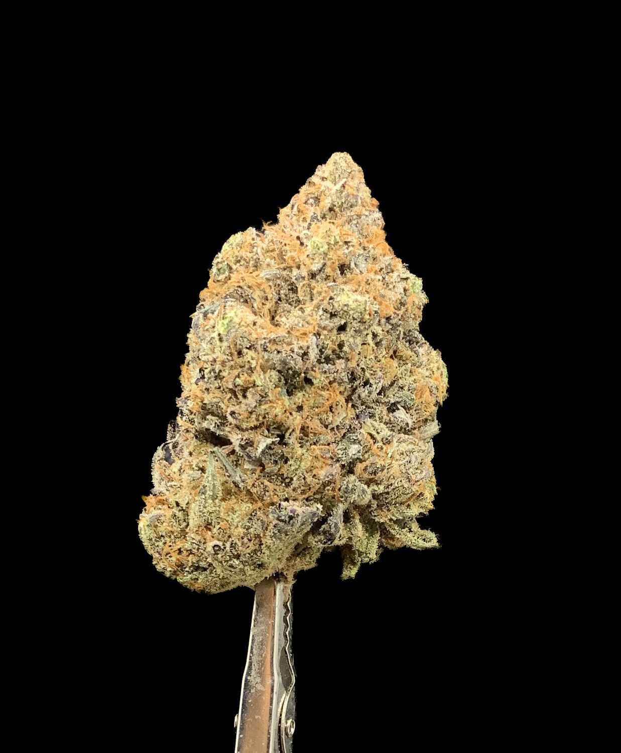 Pinetar Kush