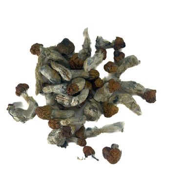 Vietnamese Cubensis