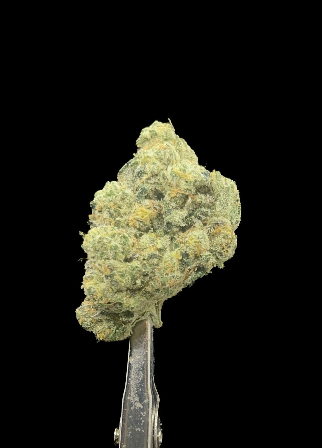 Pug Junky LSO