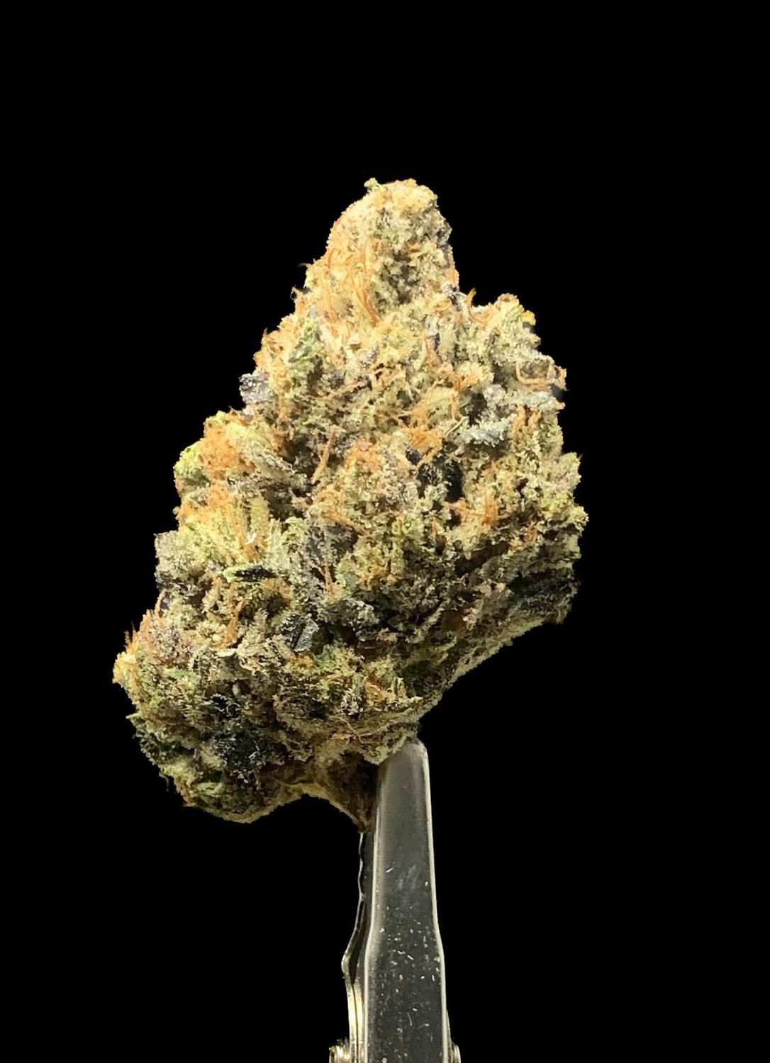Black Tuna
