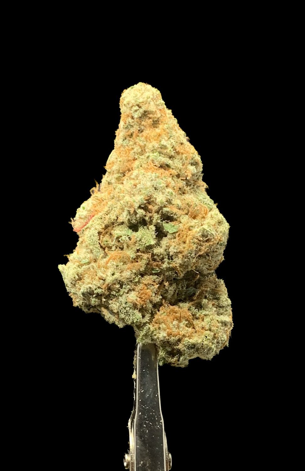 Miracle Alien Cookies (MAC1)