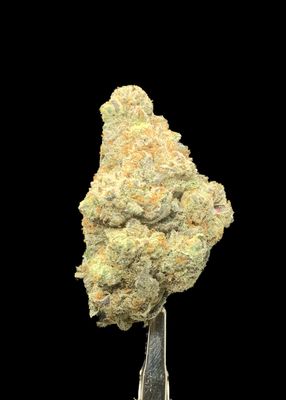 Polar Gelato
