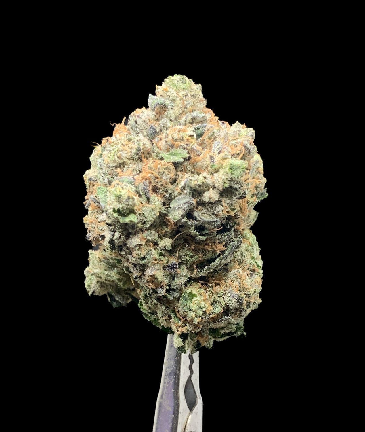Pinetar Kush