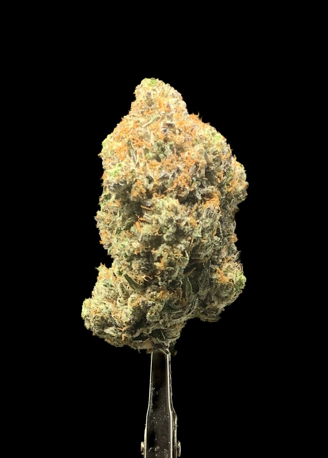 Pinetar Kush
