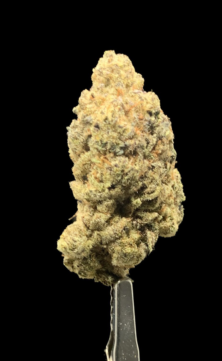 Roadkill Skunk