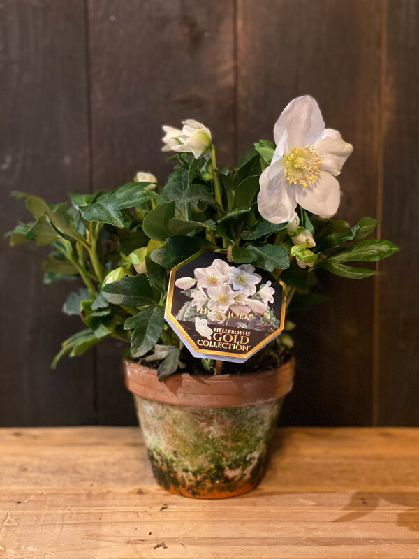 Helleborus