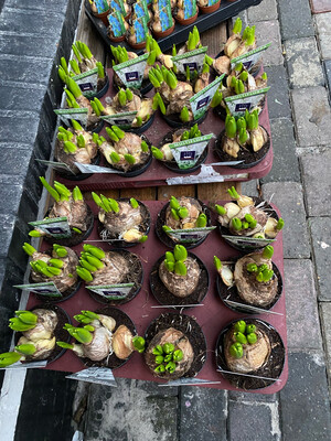 Multi Hyacinten