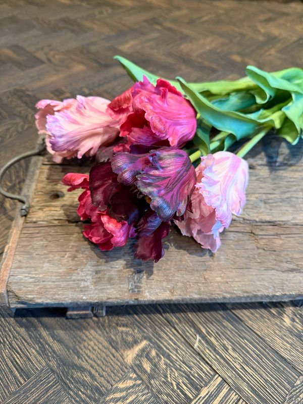 Parrot tulp dark pink melange