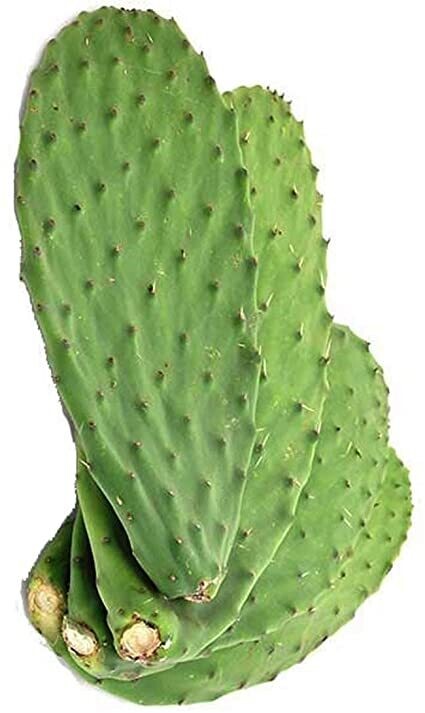 Nopal 500gr Approx 2-4pc