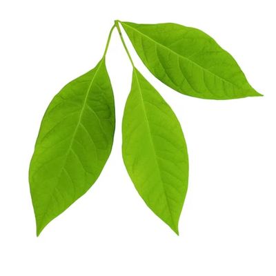 Hoja de Aguacate | Avocado Leaves 300gr