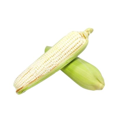 White Corn | Elote Blanco per piece 500gr Approx