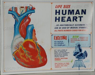 Pyro - s372-300 - 1969 - Human Heart
Life Size Human Heart with Display Stand
Box Size 31.5 x 24 cm.