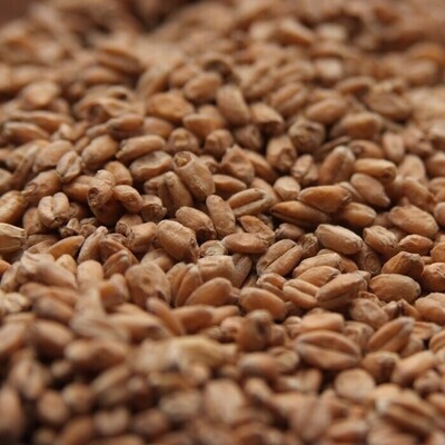 Briess Red Wheat Malt