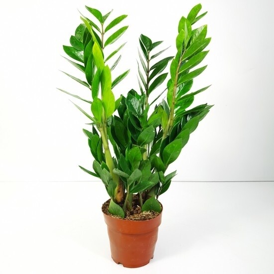 Zamioculcas vaso 17 cm