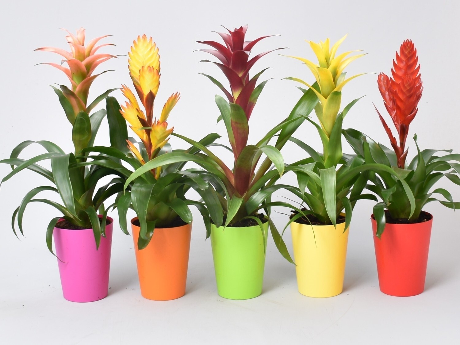 Bromelia mix