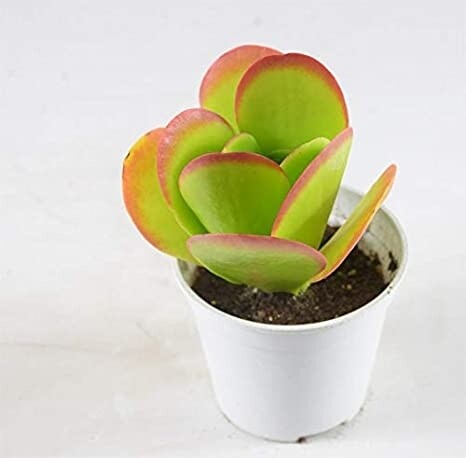 Kalanchoe thyrsiflora