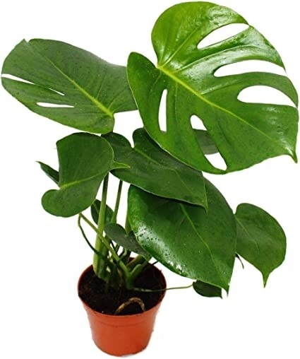 Monstera