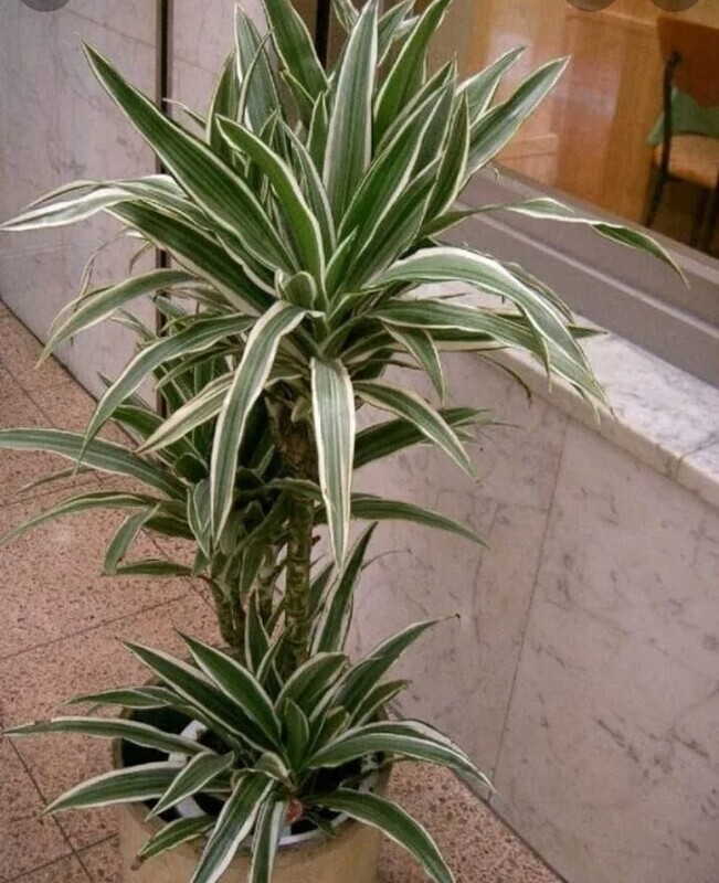 Dracena 3 tronchetto H 120 cm