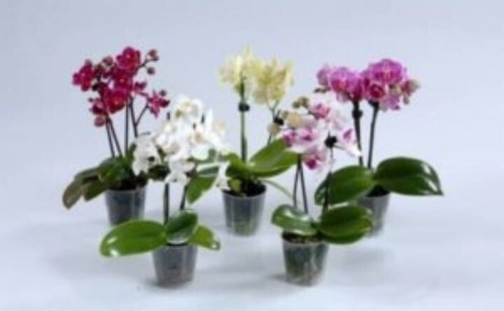 Mini Phalenopsis (vaso 9 cm)