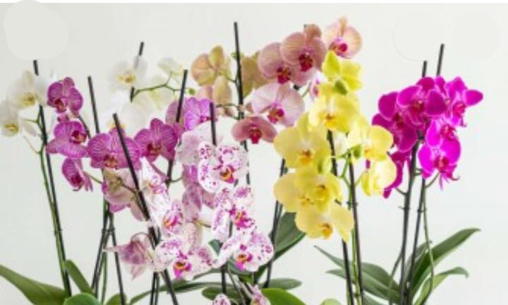 Phalenopsis 