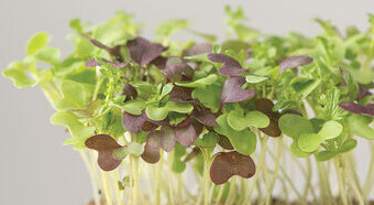 Microgreens