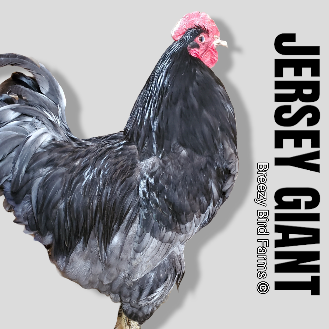 Jersey giant fertile eggs 2025