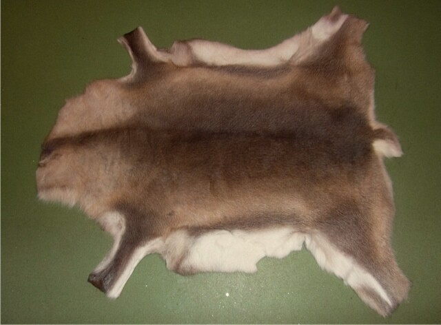 Reindeer Pelt Reindeer Pelt