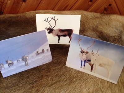 Christmas Cards (Pack of 6)