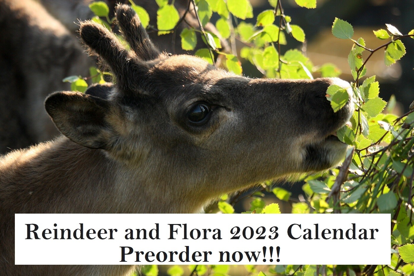 *PREORDER* 2023 Reindeer & Flora Calendar
