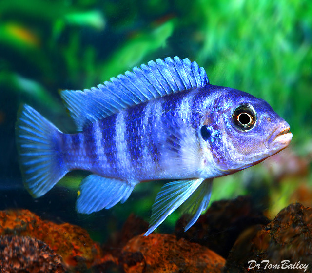 Premium Kenyi Mbuna Cichlid from Lake Malawi, on SALE