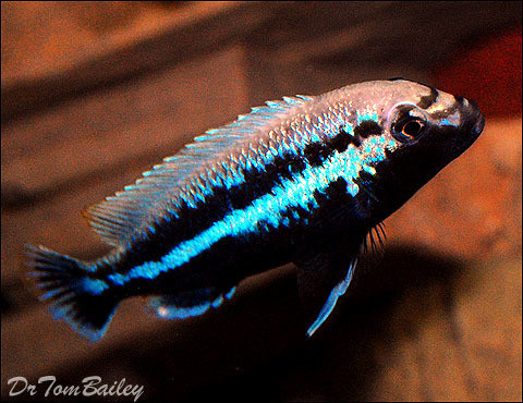 Premium MALE Malawi Melanochromis Auratus Mbuna Cichlid