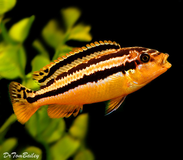 Premium FEMALE Malawi Melanochromis Auratus Mbuna Cichlid