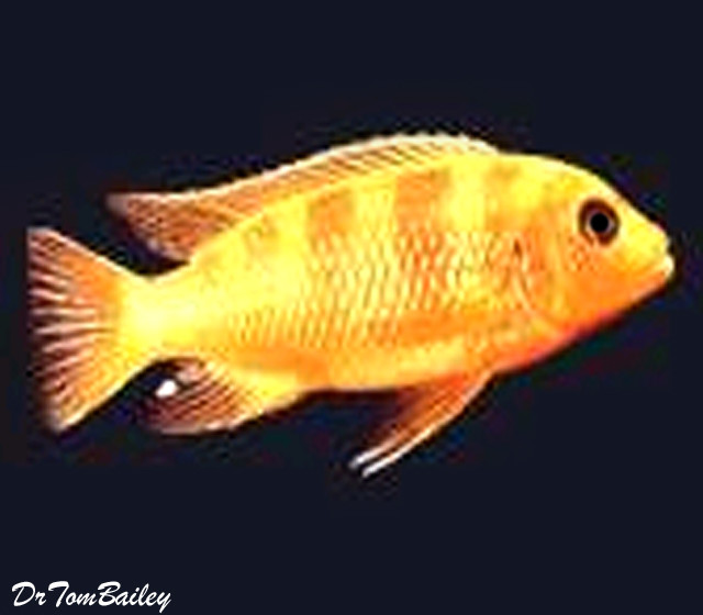 Premium Kenyi Mbuna Cichlid from Lake Malawi