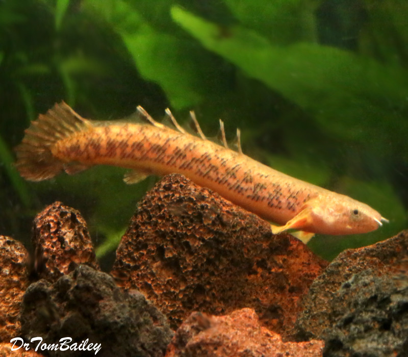 Premium Rare and New, Golden Teugelsi Bichir