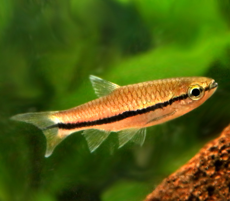 Premium WILD, Rare Blueline Rasbora