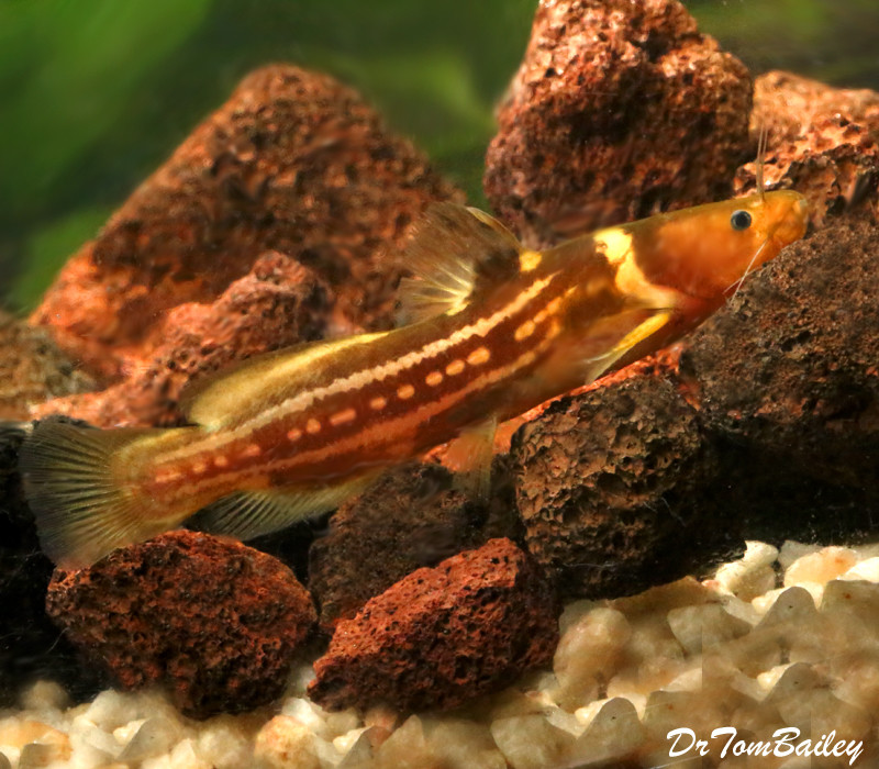 Premium WILD, Rare Highway Catfish