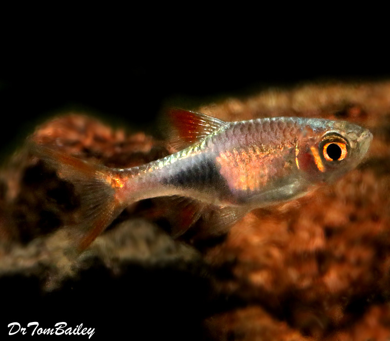 Premium Lambchop Rasbora, Nano Fish