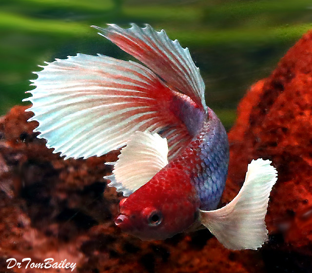 Premium MALE Assorted Dumbo Ear Halfmoon Betta Fish