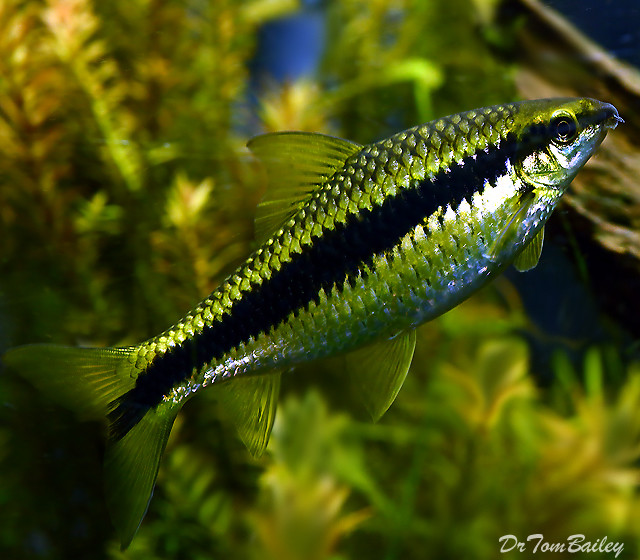 Premium Siamese Algae Eater, Crossocheilus atrilimes