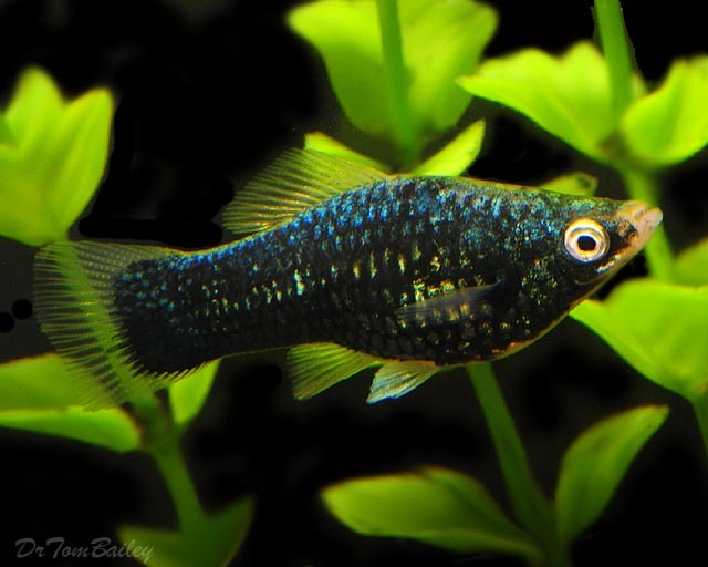 black swordtail
