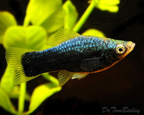 black swordtail