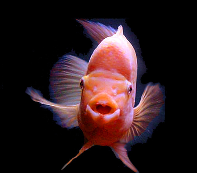 Premium Red Devil Cichlid