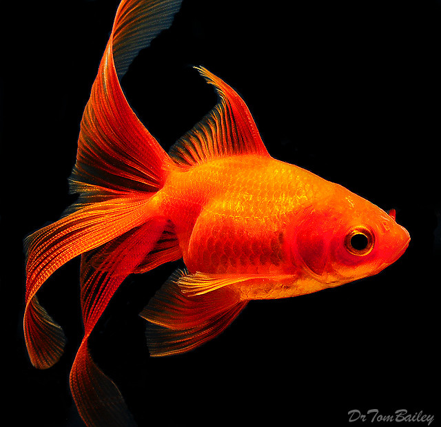 Premium Red Fantail Goldfish
