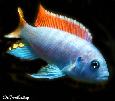 Premium Red Top Zebra Mbuna from Lake Malawi in Africa