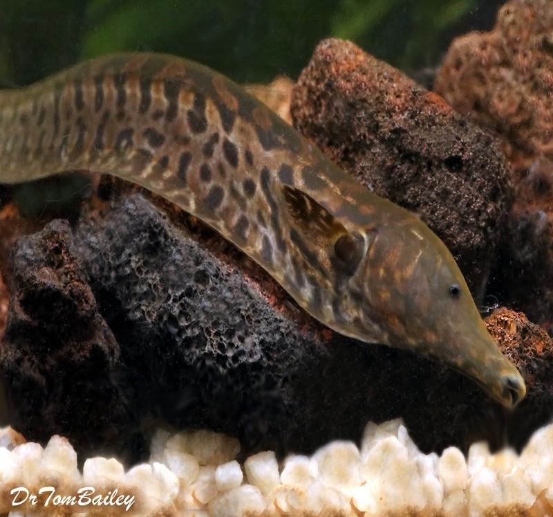 Premium New and Rare, WILD Ossa Knifefish