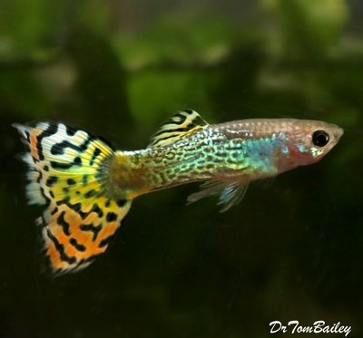 Premium MALE Green Variegated Fancy Guppy, on Sale